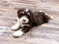 Reggie , a male Golden Mountain Doodle for sale in Exeter, MO – Photo 5 of 9