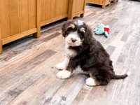 Reggie , a male Golden Mountain Doodle for sale in Exeter, MO – Photo 7 of 9