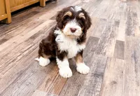 Reggie , a male Golden Mountain Doodle for sale in Exeter, MO – Photo 1 of 9