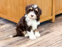 Reggie , a male Golden Mountain Doodle for sale in Exeter, MO – Photo 2 of 9