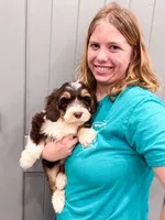 Reggie , a male Golden Mountain Doodle for sale in Exeter, MO – Photo 3 of 9