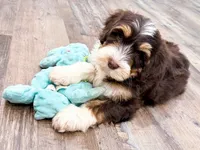 Reggie , a male Golden Mountain Doodle for sale in Exeter, MO – Photo 8 of 9