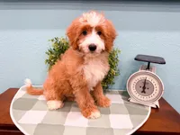 Smucker, a male Miniature Bernedoodle for sale in Exeter, MO – 3 of 10