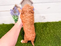 Scarlet, a female Miniature Goldendoodle for sale in Exeter, MO – Photo 2 of 3