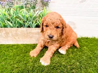 Scarlet, a female Miniature Goldendoodle for sale in Exeter, MO – Photo 3 of 3