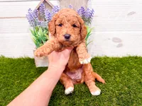 Scarlet, a female Miniature Goldendoodle for sale in Exeter, MO – Photo 1 of 3