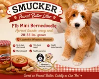 Smucker, a male Miniature Bernedoodle for sale in Exeter, MO – 2 of 10