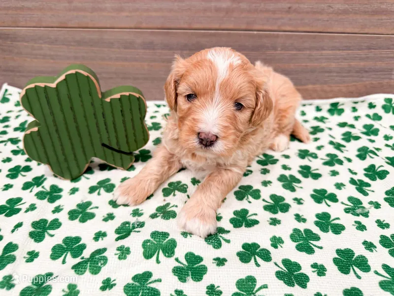 Winter  – Miniature Bernedoodle puppy for sale in Exeter, MO