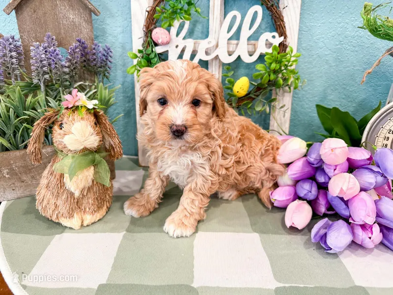 Winter  – Miniature Bernedoodle puppy for sale in Exeter, MO
