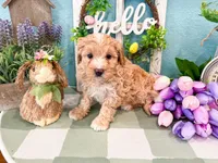 Winter , a female Miniature Bernedoodle for sale in Exeter, MO – 2 of 5