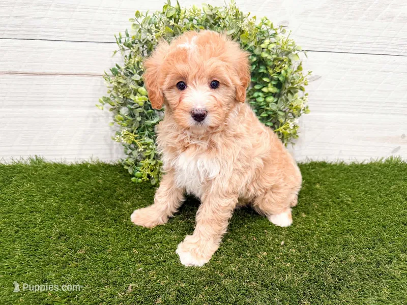 Winter  – Miniature Bernedoodle puppy for sale in Exeter, MO