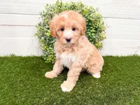 Winter , a female Miniature Bernedoodle for sale in Exeter, MO – 1 of 5