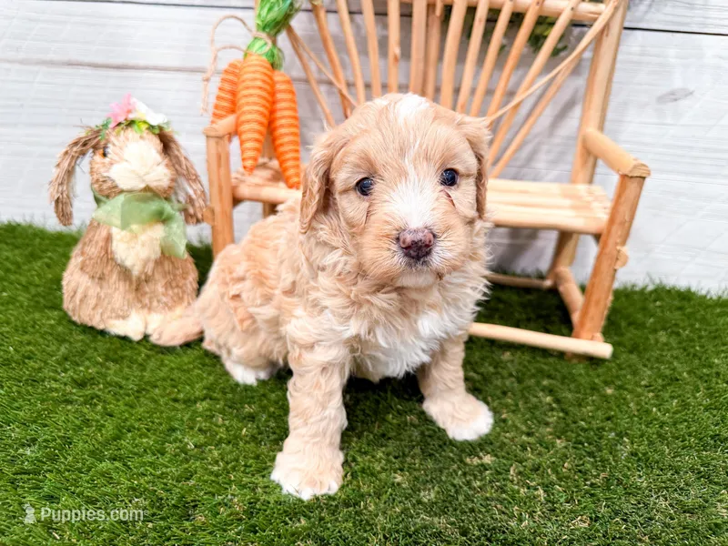 Winter  – Miniature Bernedoodle puppy for sale in Exeter, MO