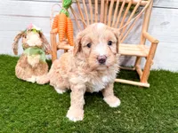 Winter , a female Miniature Bernedoodle for sale in Exeter, MO – 3 of 5