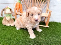 Winter , a female Miniature Bernedoodle for sale in Exeter, MO – 4 of 5