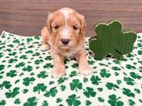 Winter , a female Miniature Bernedoodle for sale in Exeter, MO – Photo 4 of 5