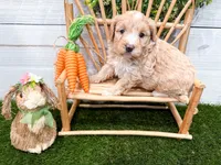 Winter , a female Miniature Bernedoodle for sale in Exeter, MO – 5 of 5