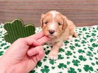Winter , a female Miniature Bernedoodle for sale in Exeter, MO – Photo 3 of 5