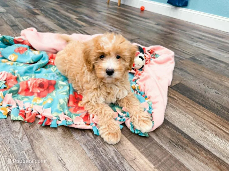 Winter  – Miniature Bernedoodle puppy for sale in Exeter, MO