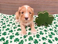 Winter , a female Miniature Bernedoodle for sale in Exeter, MO – Photo 2 of 5