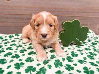 Winter , a female Miniature Bernedoodle for sale in Exeter, MO – Photo 5 of 5