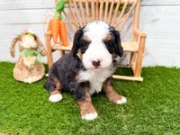 Cricket, a female Miniature Bernedoodle for sale in Exeter, MO – 5 of 7
