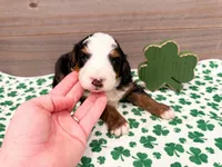 Cricket, a female Miniature Bernedoodle for sale in Exeter, MO – Photo 4 of 5