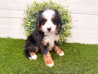 Cricket, a female Miniature Bernedoodle for sale in Exeter, MO – 3 of 7