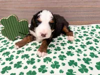 Cricket, a female Miniature Bernedoodle for sale in Exeter, MO – Photo 2 of 5
