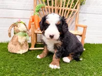 Cricket, a female Miniature Bernedoodle for sale in Exeter, MO – 7 of 7