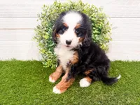 Cricket, a female Miniature Bernedoodle for sale in Exeter, MO – 2 of 7