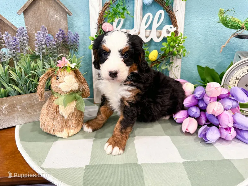 Cricket – Miniature Bernedoodle puppy for sale in Exeter, MO