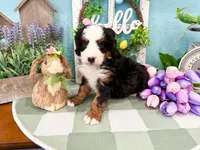 Cricket, a female Miniature Bernedoodle for sale in Exeter, MO – 4 of 7