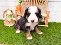 Cricket, a female Miniature Bernedoodle for sale in Exeter, MO – 6 of 7