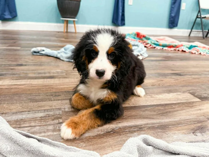 Cricket – Miniature Bernedoodle puppy for sale in Exeter, MO
