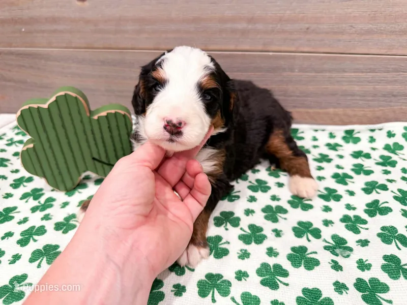 Cricket – Miniature Bernedoodle puppy for sale in Exeter, MO