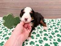Cricket, a female Miniature Bernedoodle for sale in Exeter, MO – Photo 1 of 5