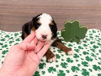 Cricket, a female Miniature Bernedoodle for sale in Exeter, MO – Photo 3 of 5