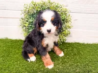 Cricket, a female Miniature Bernedoodle for sale in Exeter, MO – 1 of 7