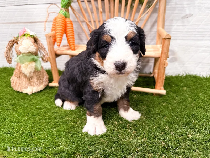 Clover  – Miniature Bernedoodle puppy for sale in Exeter, MO