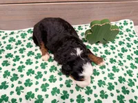 Cricket, a female Miniature Bernedoodle for sale in Exeter, MO – Photo 5 of 5