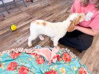Clear & Merle!, a male Poodle - Miniature  for sale in Exeter, MO – 2 of 9
