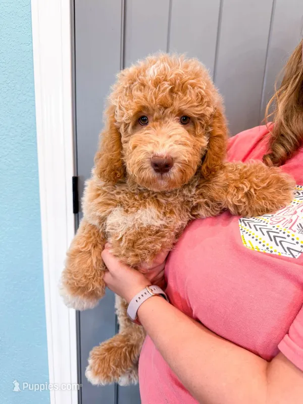 Pay Day – Miniature Goldendoodle puppy for sale in Exeter, MO
