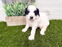 Shelby, a female Miniature Goldendoodle for sale in Exeter, MO – Photo 1 of 3