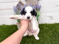 Shelby, a female Miniature Goldendoodle for sale in Exeter, MO – Photo 2 of 3