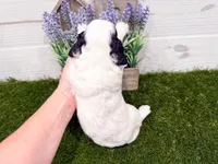 Shelby, a female Miniature Goldendoodle for sale in Exeter, MO – Photo 3 of 3