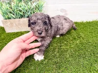 Slade , a male Miniature Goldendoodle for sale in Exeter, MO – Photo 4 of 4