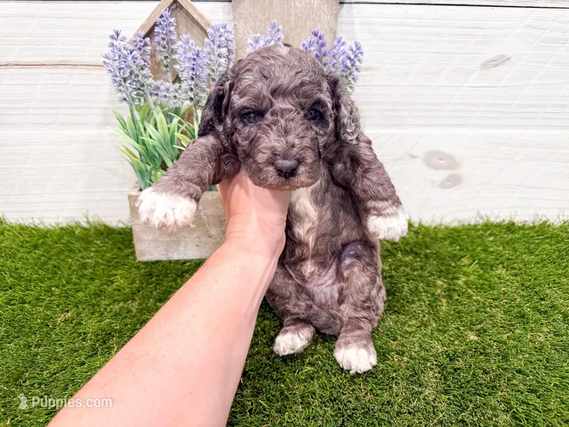Slade  – Miniature Goldendoodle puppy for sale in Exeter, MO