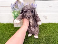 Slade , a male Miniature Goldendoodle for sale in Exeter, MO – Photo 1 of 4