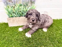 Slade , a male Miniature Goldendoodle for sale in Exeter, MO – Photo 3 of 4